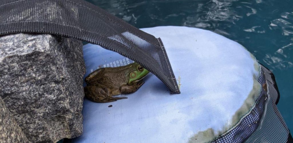 Removing frogs from a pool using a FrogLog